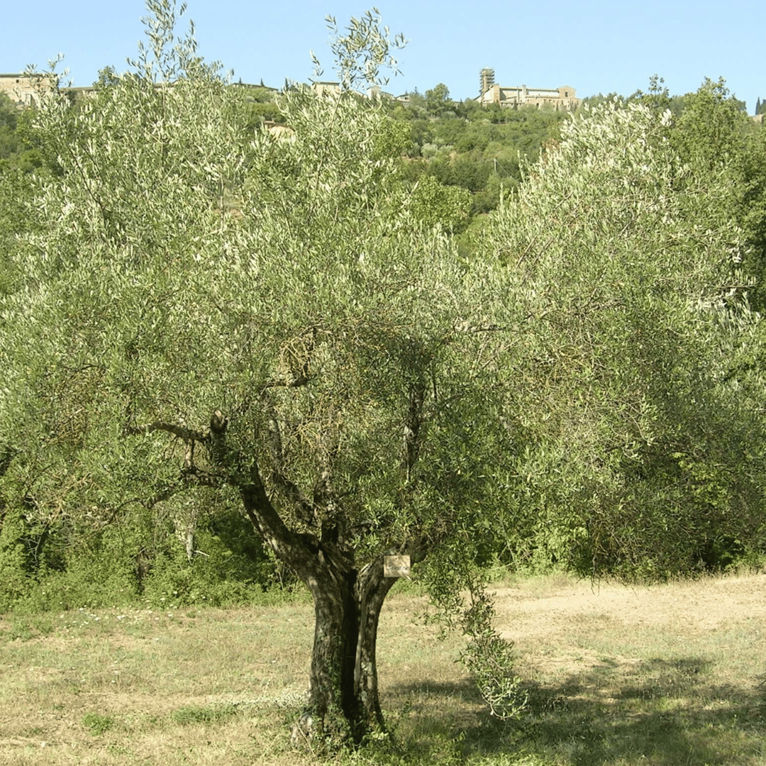 Degustazione di Olio d'Oliva e Visita Guidata al Frantoio a Perugia