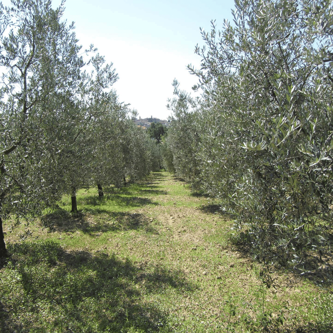Degustazione di Olio d'Oliva e Visita Guidata al Frantoio a Perugia