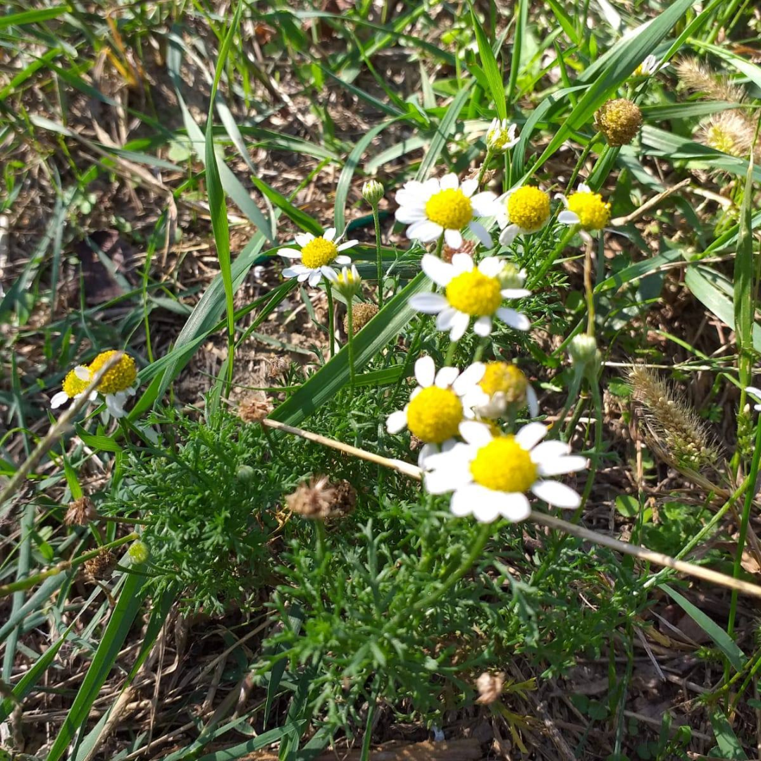 Natura Pratica: Animali ed Erbe Selvatiche in una Fattoria di Pesaro