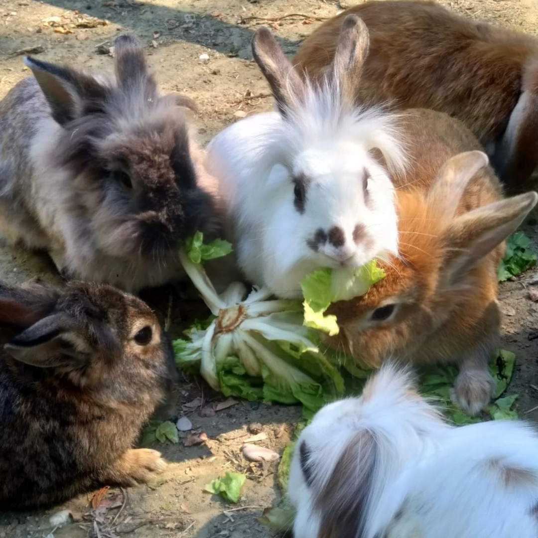 Hands-On Nature: Animals and Wild Herbs at a Pesaro Farm