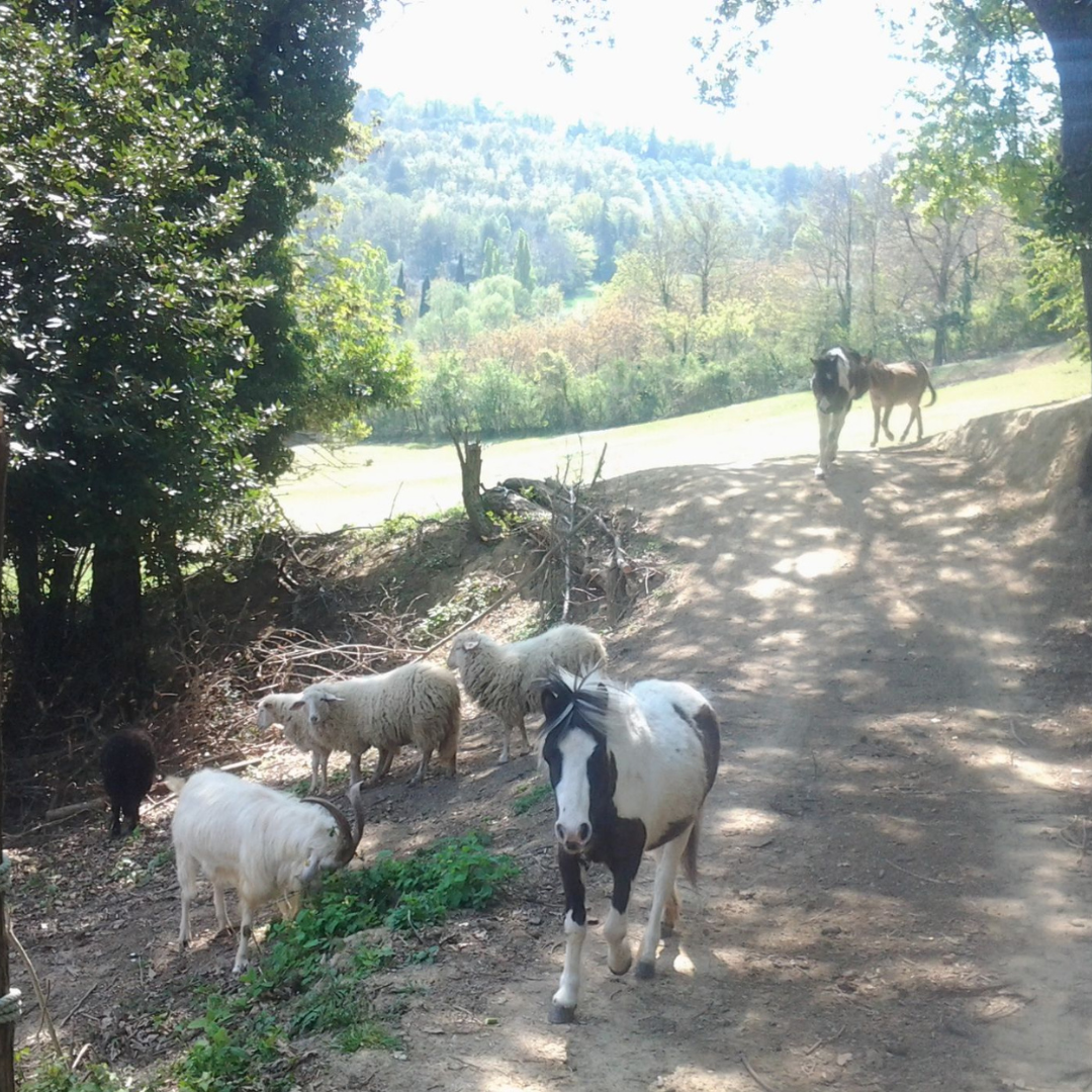 Hands-On Nature: Animals and Wild Herbs at a Pesaro Farm