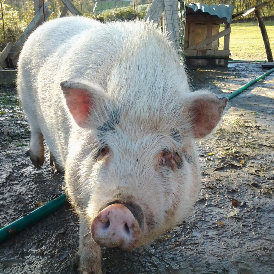 Hands-On Nature: Animals and Wild Herbs at a Pesaro Farm