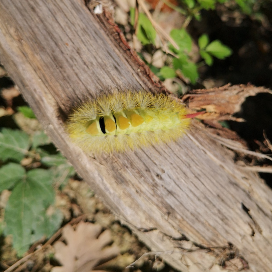 Hands-On Nature: Animals and Wild Herbs at a Pesaro Farm