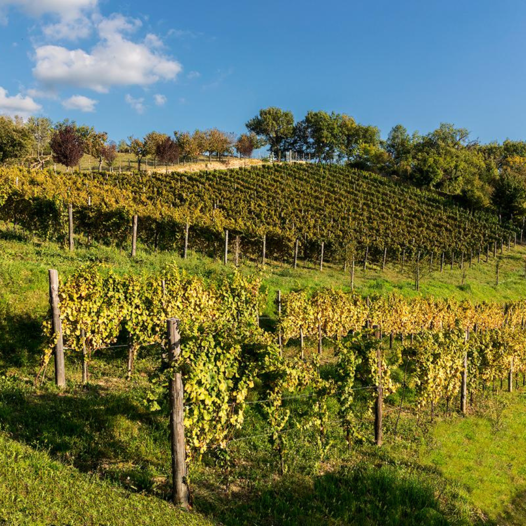 Wine Tour and Tasting at Countryside Winery near Rieti