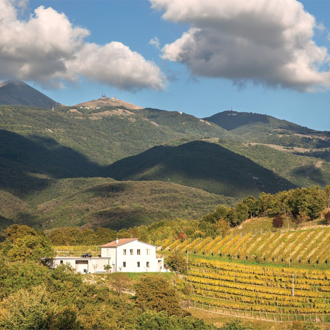Wine Tour and Tasting at Countryside Winery near Rieti