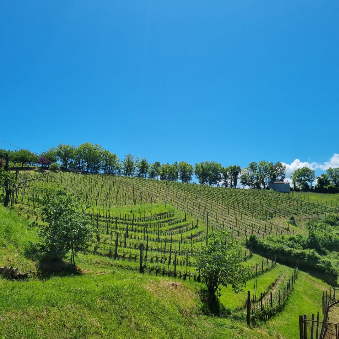 Wine Tour and Tasting at Countryside Winery near Rieti