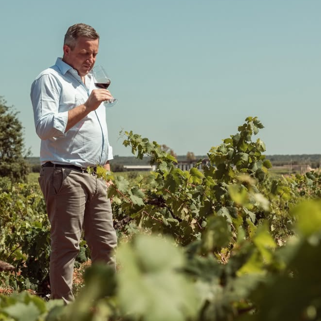 Vineyard Walk and Tasting at a Masseria Winery near Taranto