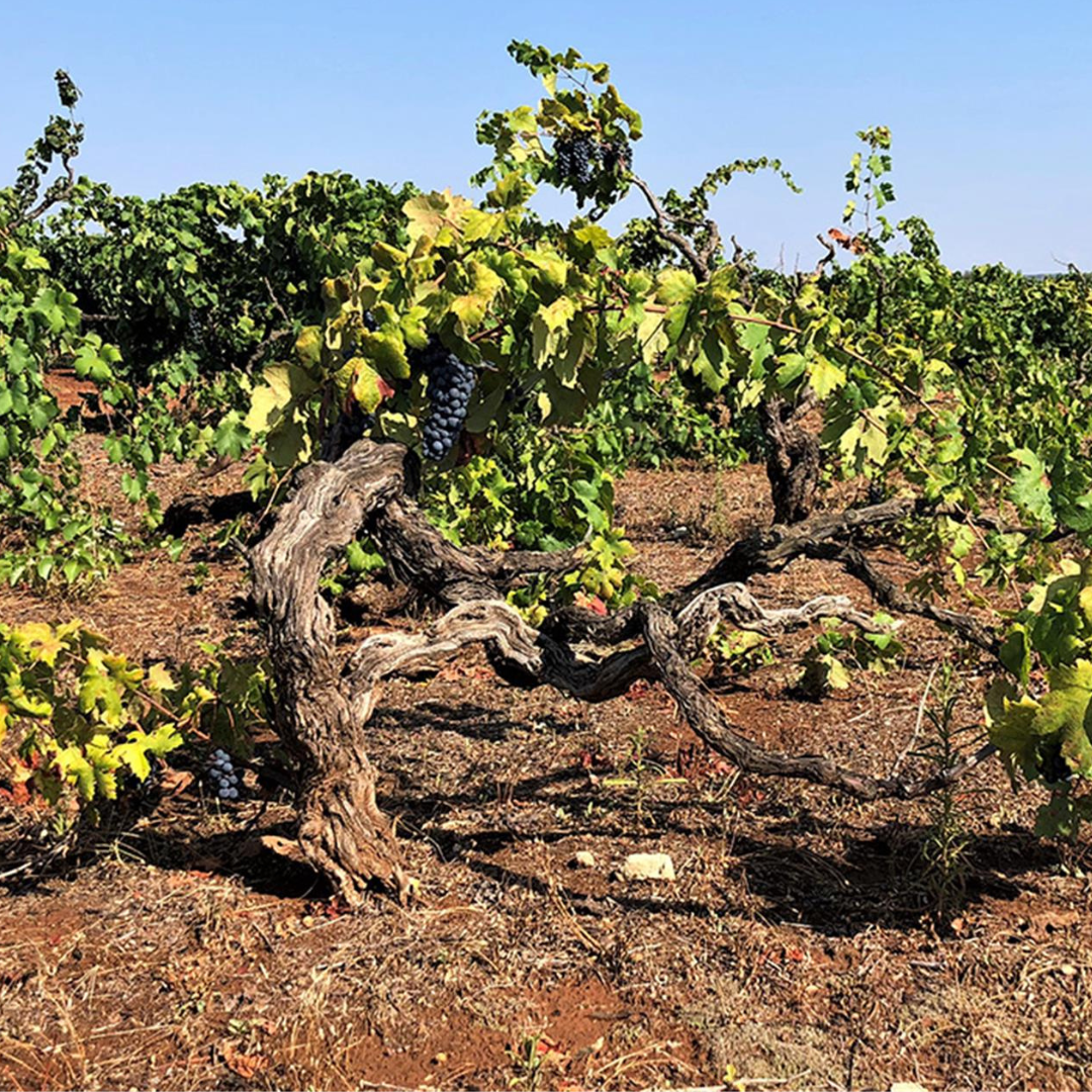 Vineyard Walk and Tasting at a Masseria Winery near Taranto
