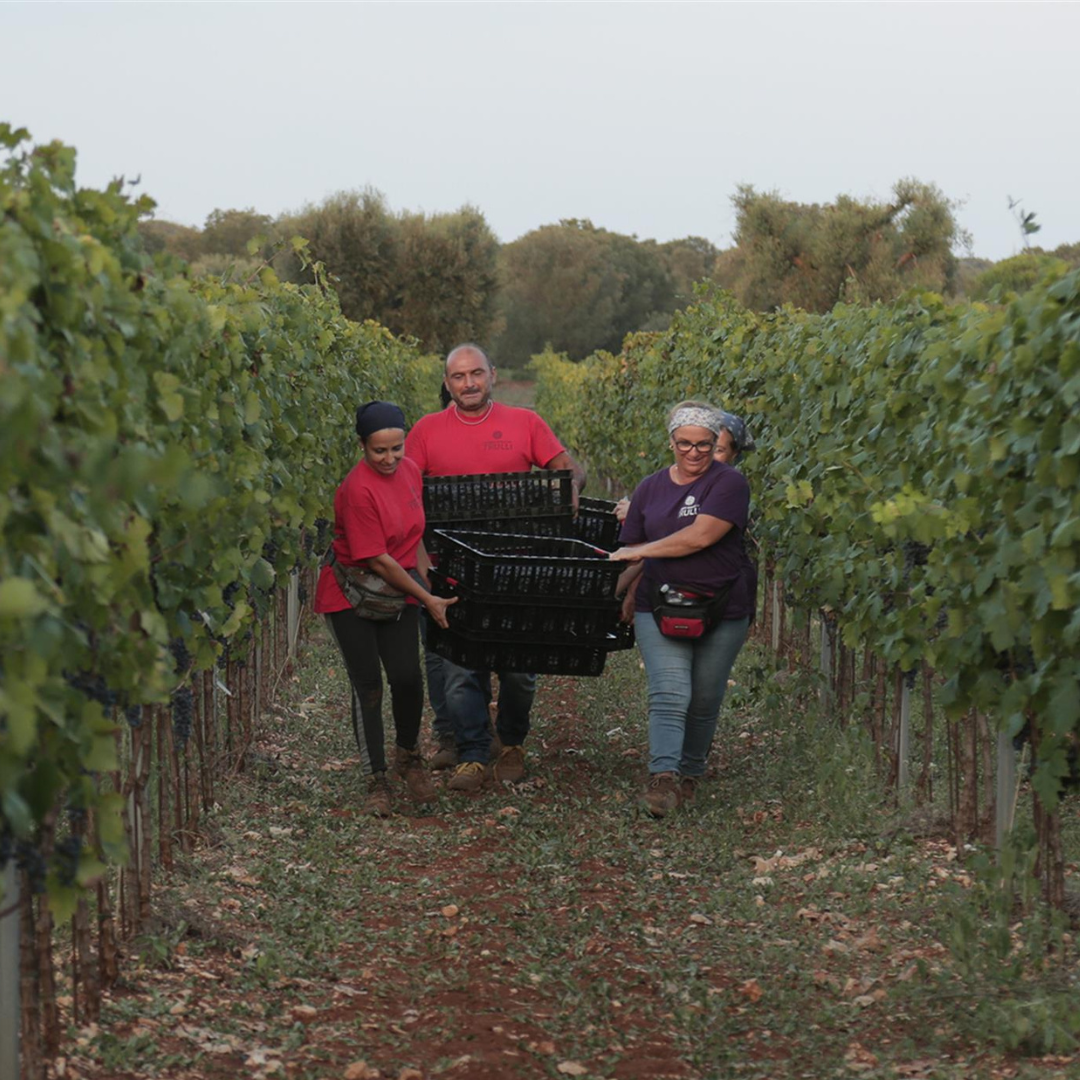 Vineyard Walk and Tasting at a Masseria Winery near Taranto