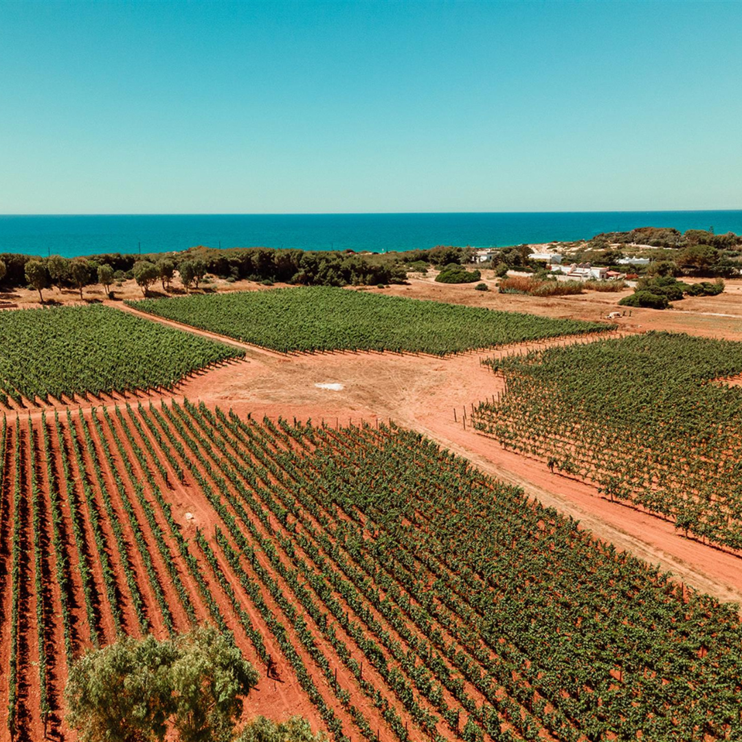 Vineyard Walk and Tasting at a Masseria Winery near Taranto