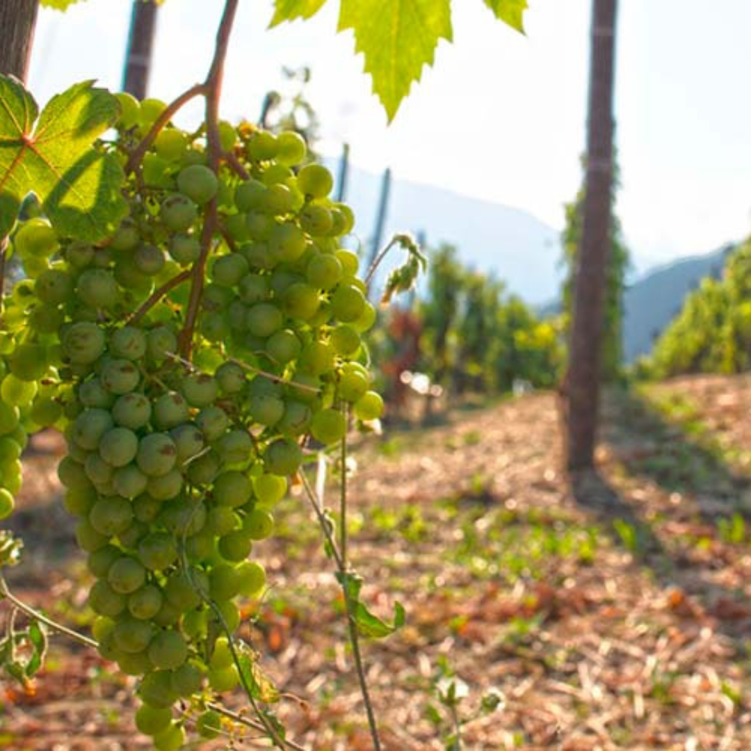 Vineyard Tour with Wine Tasting and Light Lunch near Imperia 6 Imperia