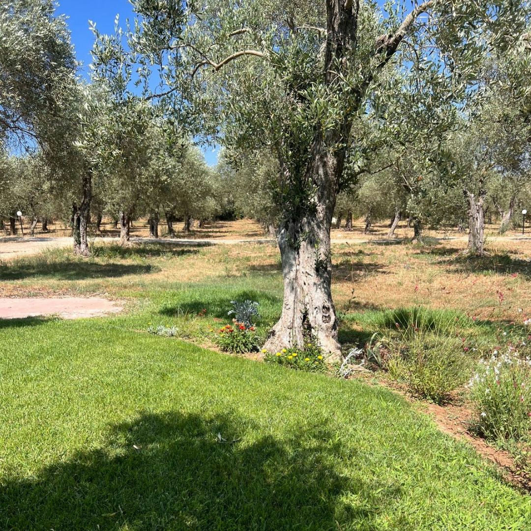 Olive Mill Tour with Olive Oil Tasting in Sassari 6 Sassari