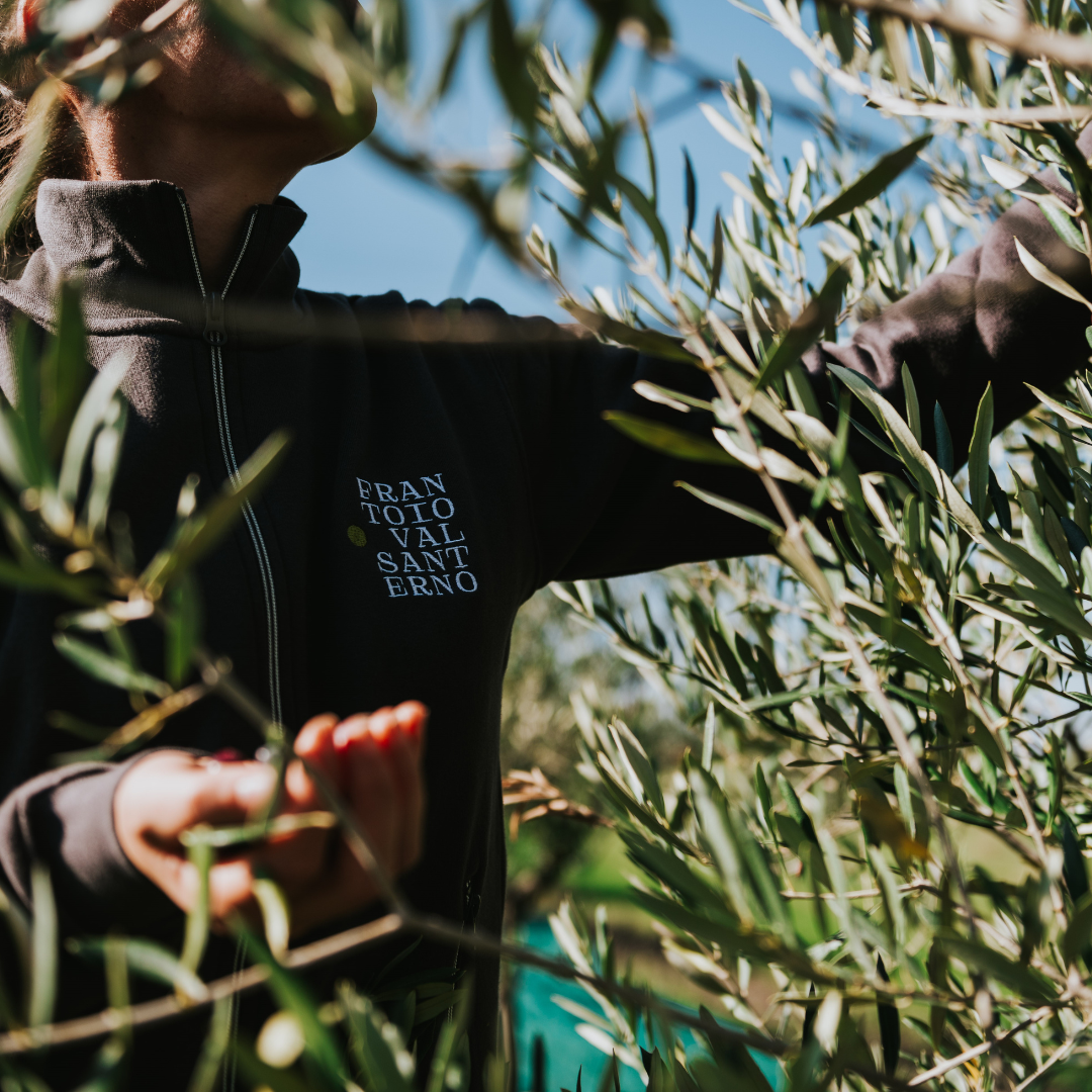 Olive Grove & Oil Mill Tour with Tasting near Bologna 6 Bologna