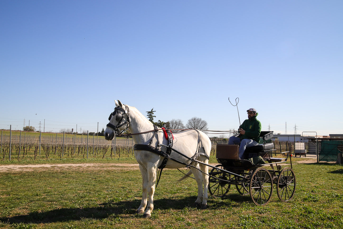 Tour in carrozza e degustazione di cibo locale a Lazise