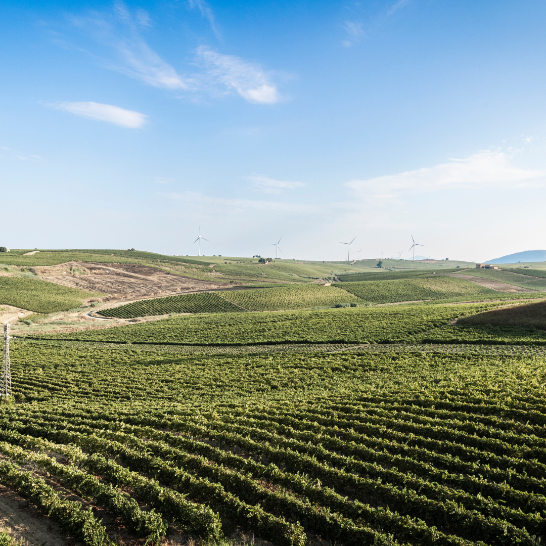 Blindfolded Wine Tasting with Game and Gift in Marsala 6 Trapani
