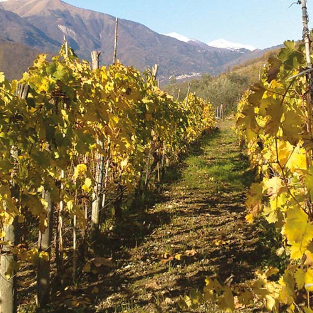 Vineyard Tour with Wine Tasting and Light Lunch near Imperia 4 Imperia