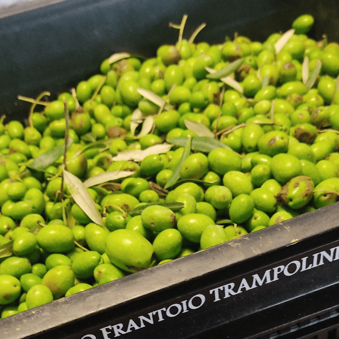 Degustazione di Olio d'Oliva e Visita Guidata al Frantoio a Perugia