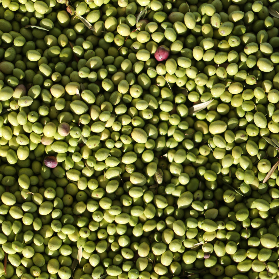 Olive Mill Tour & Grove Walk with Tastings near Ragusa 4 Ragusa