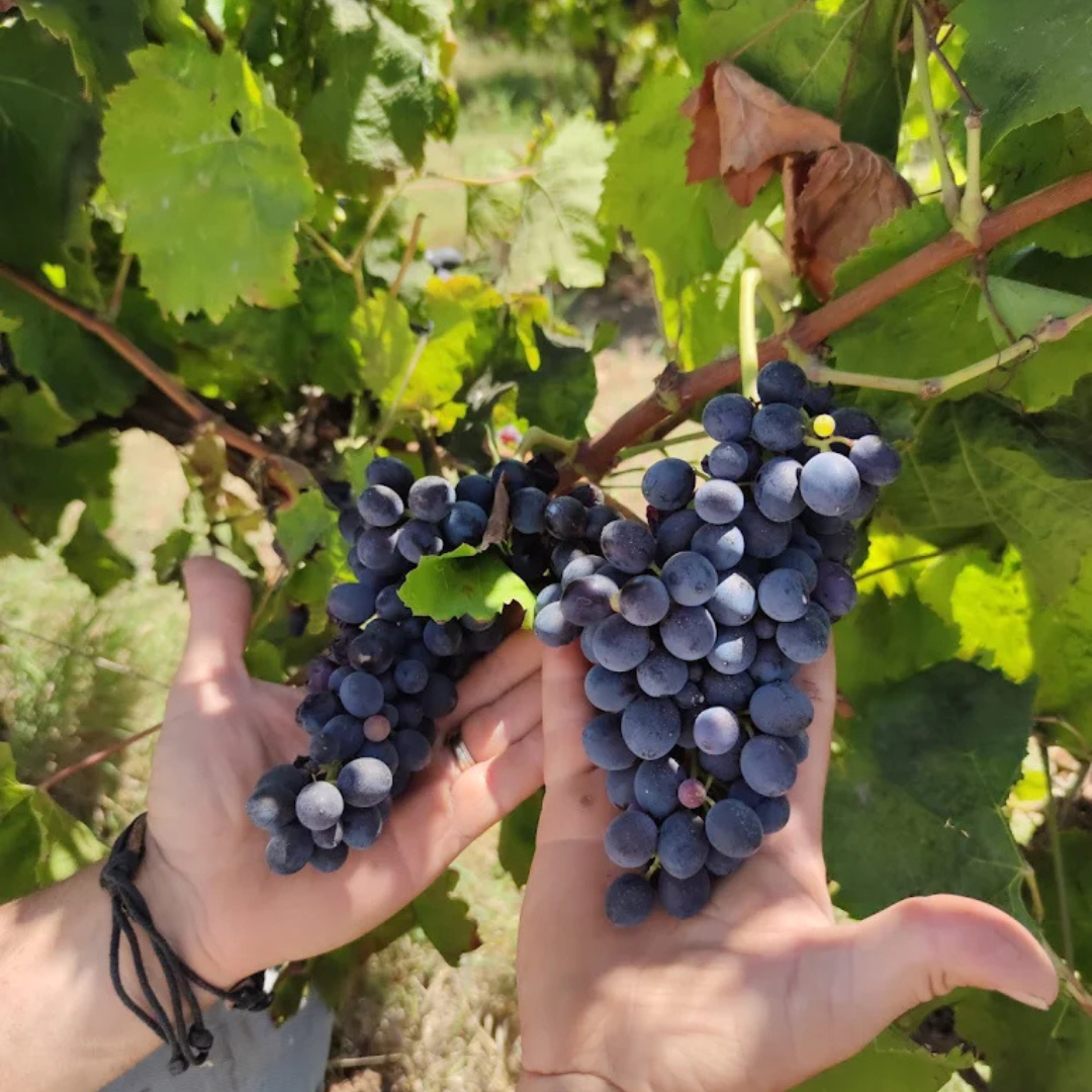 Winery Tour with Wine Tasting & Local Food near Ragusa 4 Ragusa