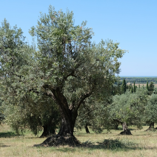 L'Antico Frantoio Di Segalari - photo