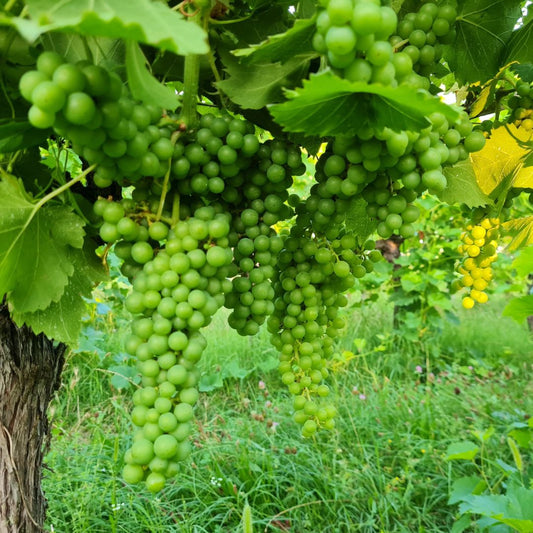 Cascina Monte Tivino - photo