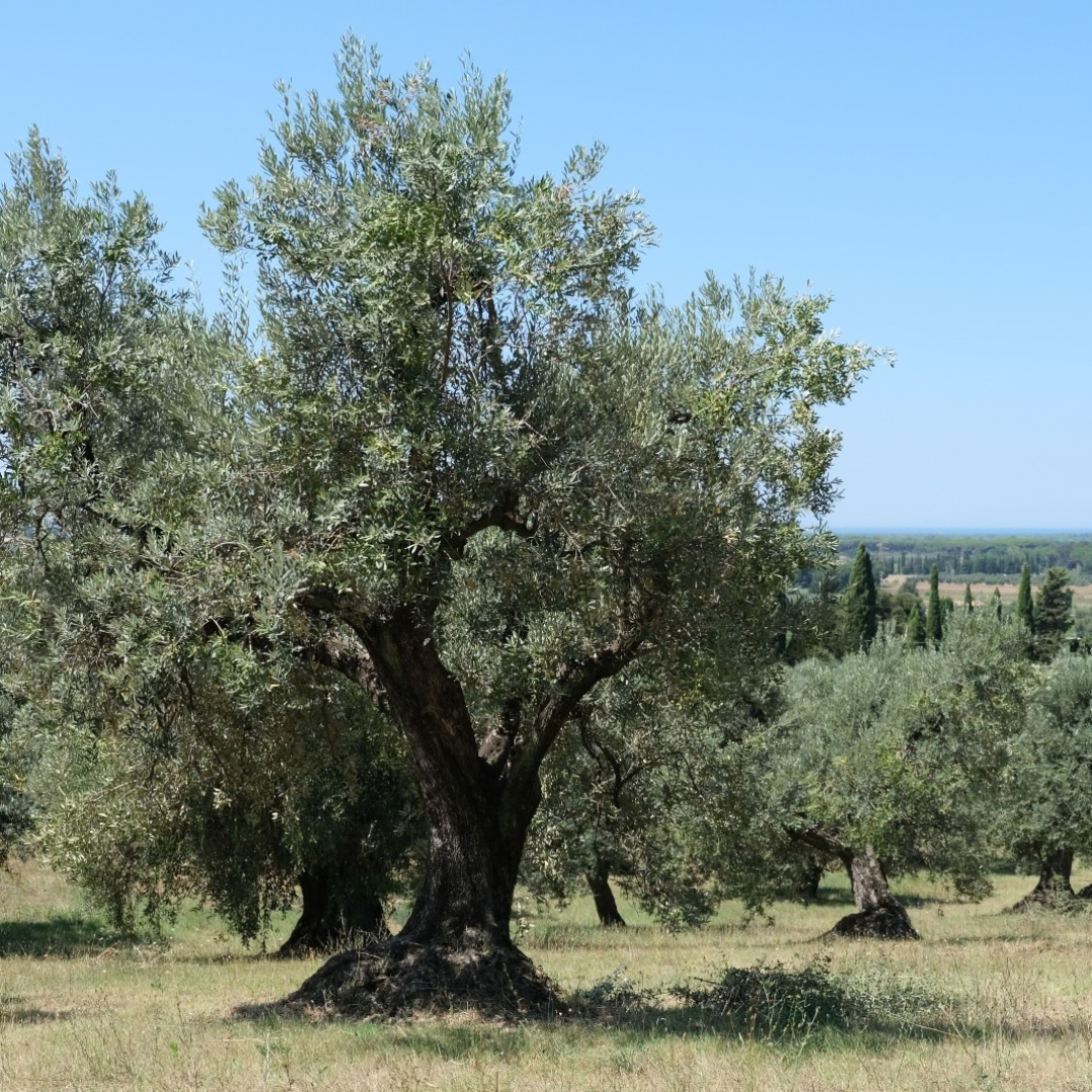 L'Antico Frantoio Di Segalari - photo