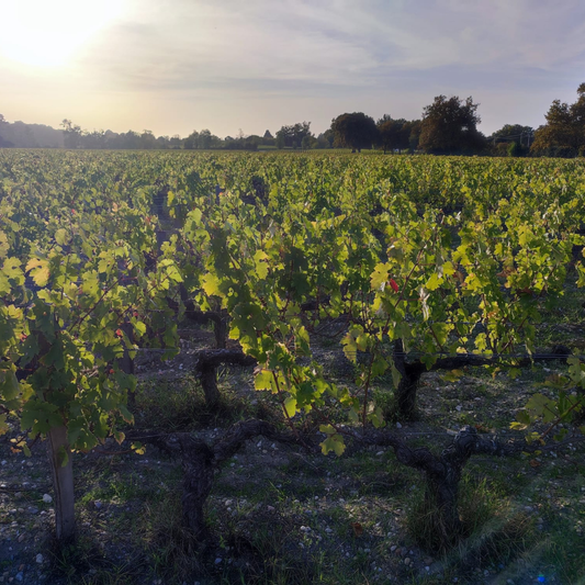 Tenuta Merico - photo