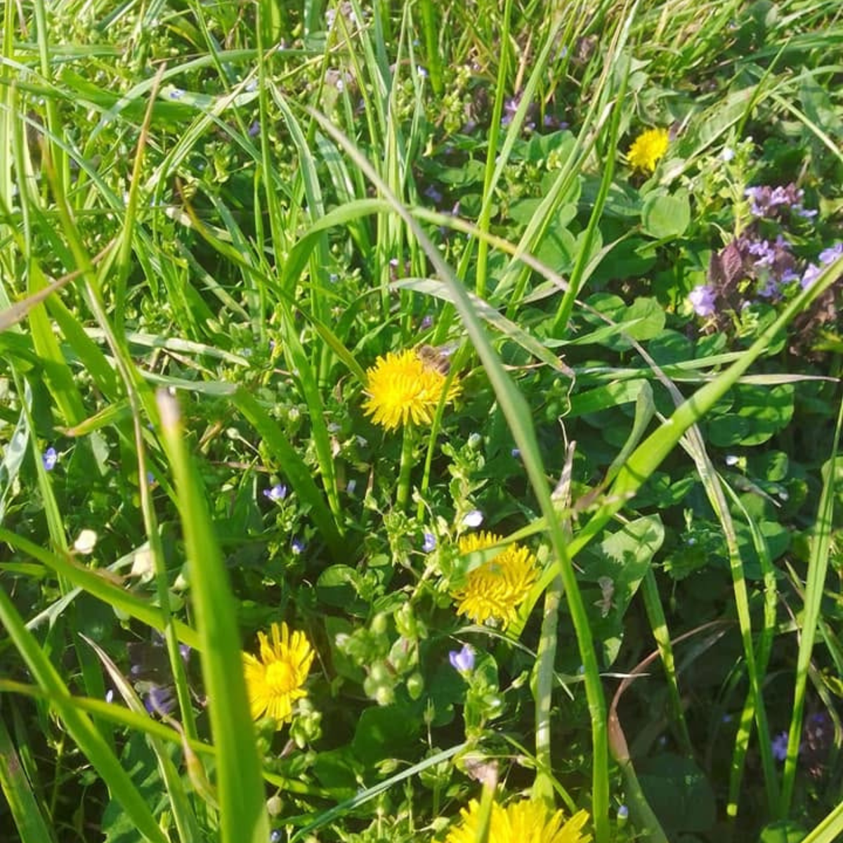 Discover Farm Life Near Verona with a Local Farmer 5 Verona