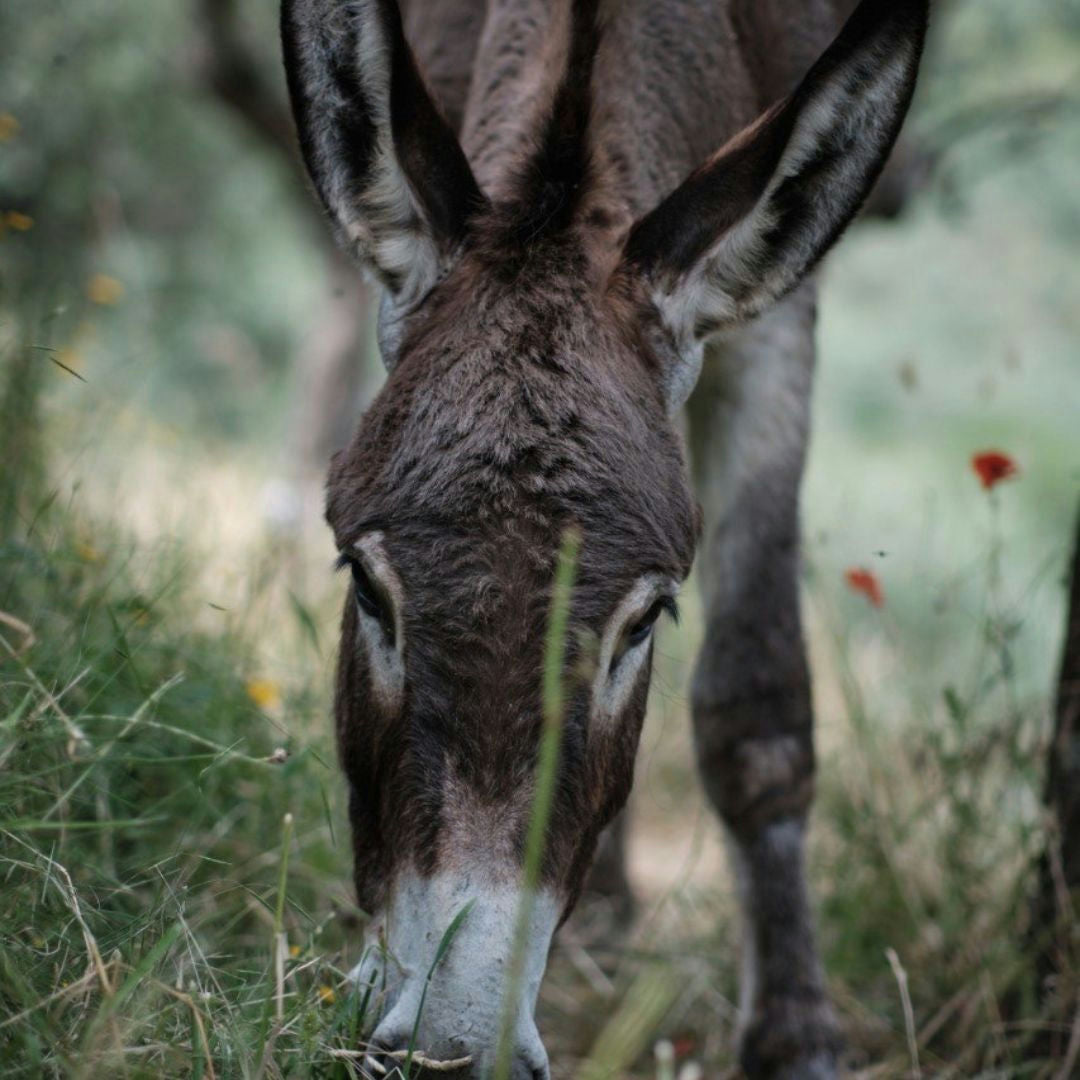 Walk with Donkeys in the Hills of Pisa 6 Pisa