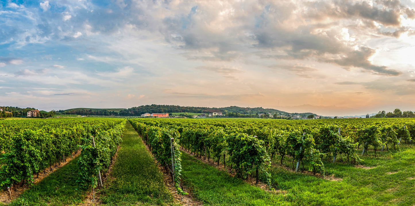 Wine Tour and Tasting on Garda Hills