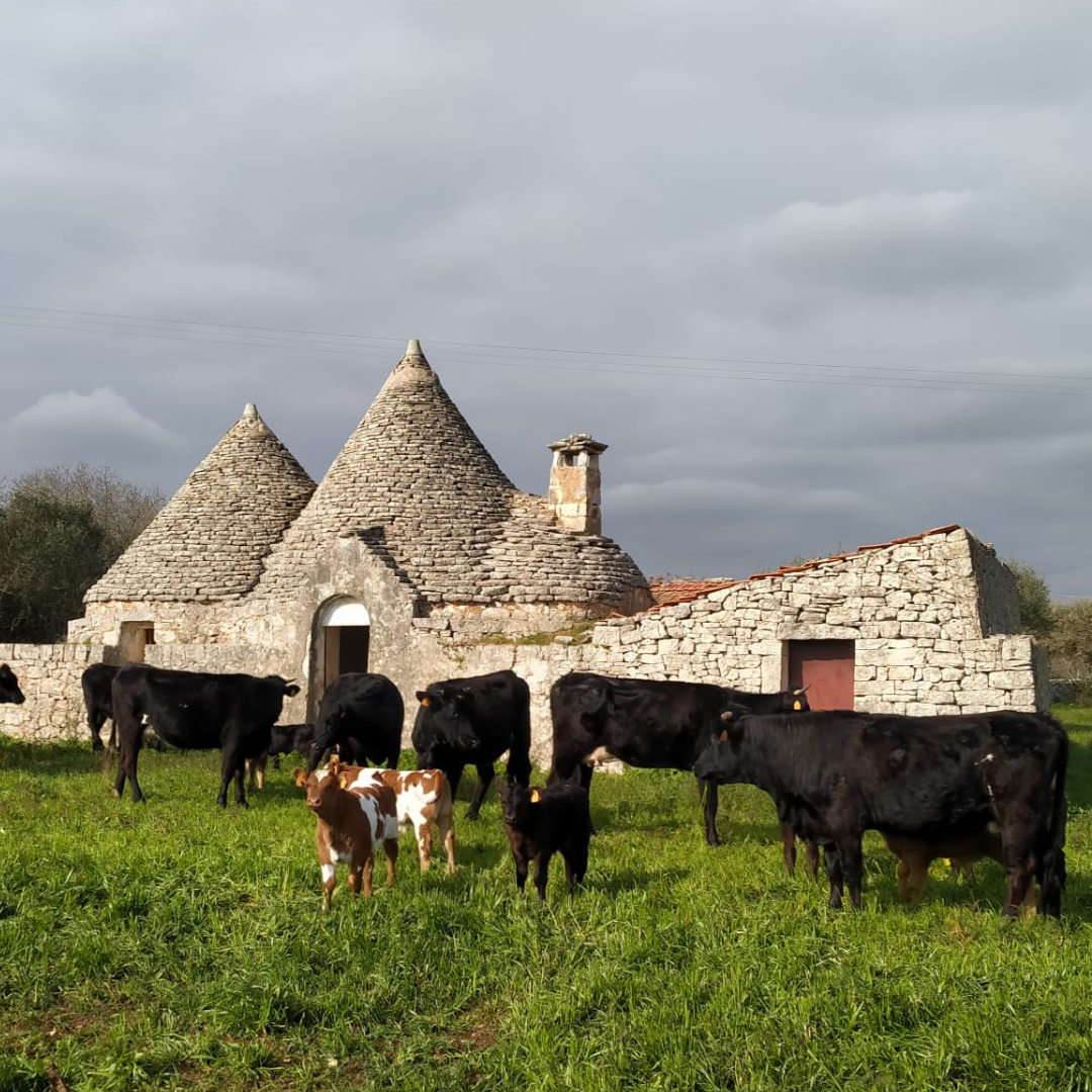 Mozzarella Making Show & Farm Tour in Putignano 1 Bari