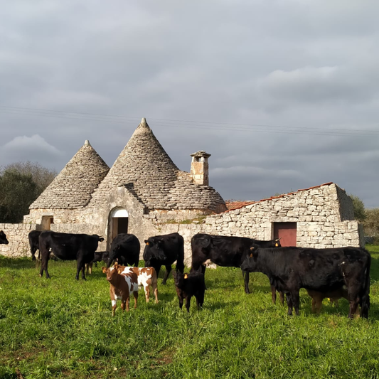 Mozzarella Making Show & Farm Tour in Putignano 1 Bari