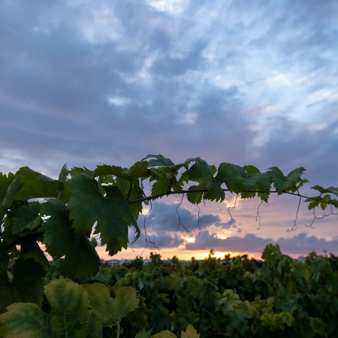 Organic Wine and Olive Oil Tasting Experience near Lecce