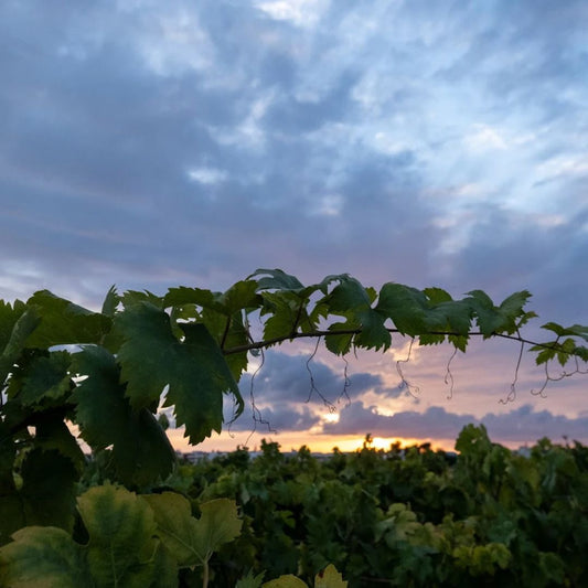 Organic Wine and Olive Oil Tasting Experience near Lecce