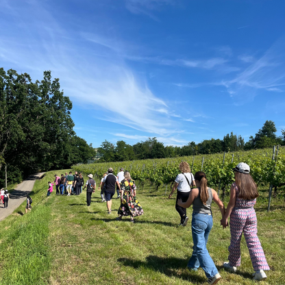Weinbergbesuch auf den Parma-Hügeln & Weinprobe mit Speisenplatte