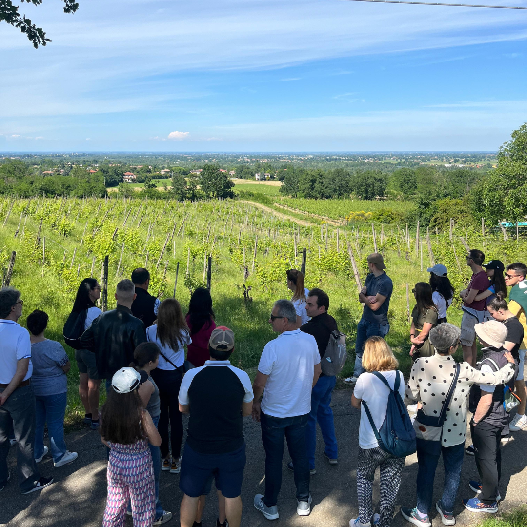 Weinbergbesuch auf den Parma-Hügeln & Weinprobe mit Speisenplatte