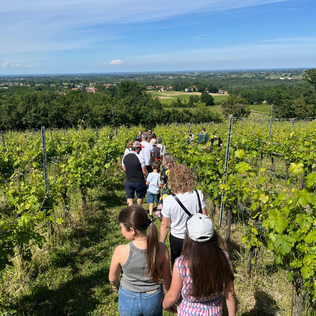 Weinbergbesuch auf den Parma-Hügeln & Weinprobe mit Speisenplatte