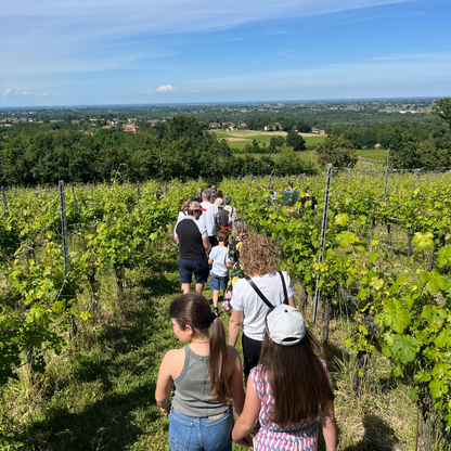 Weinbergbesuch auf den Parma-Hügeln & Weinprobe mit Speisenplatte