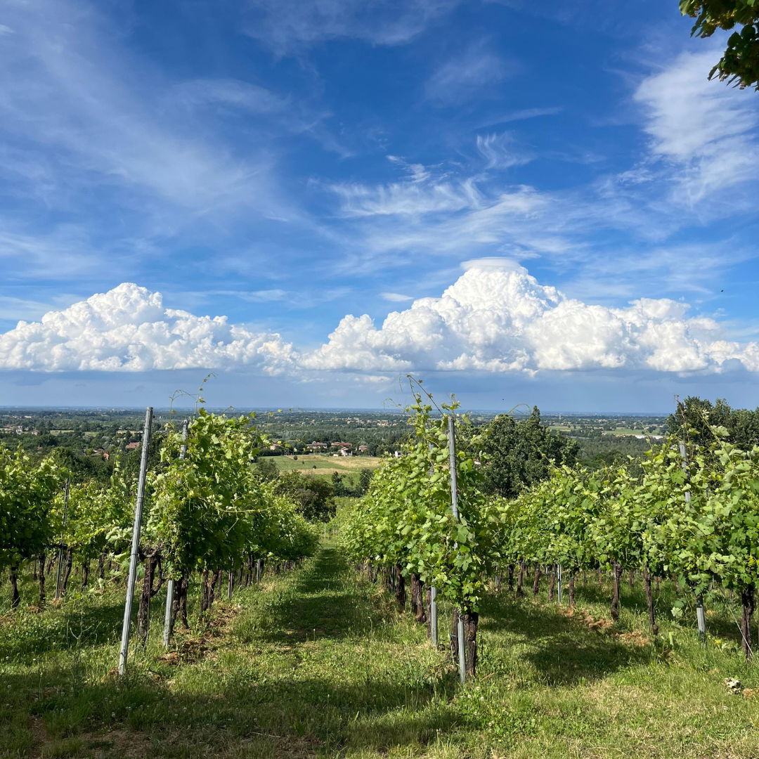 Weinbergbesuch auf den Parma-Hügeln & Weinprobe mit Speisenplatte