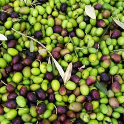 Olive Mill Tour with Oil & Food Tasting near Chianciano, Siena & Perugia