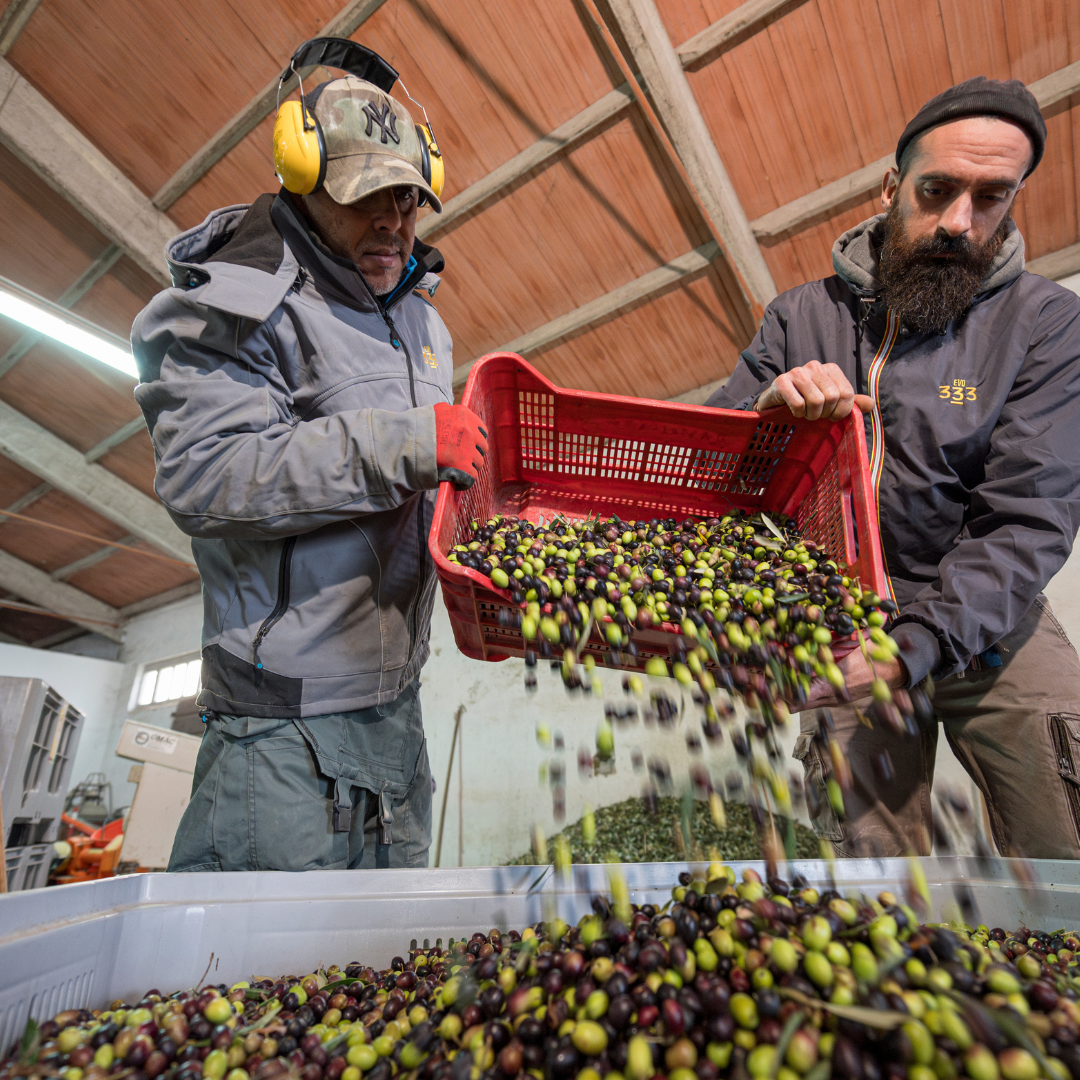 Olive Estate Tour, Mill Visit & Tasting near Perugia 4 Perugia