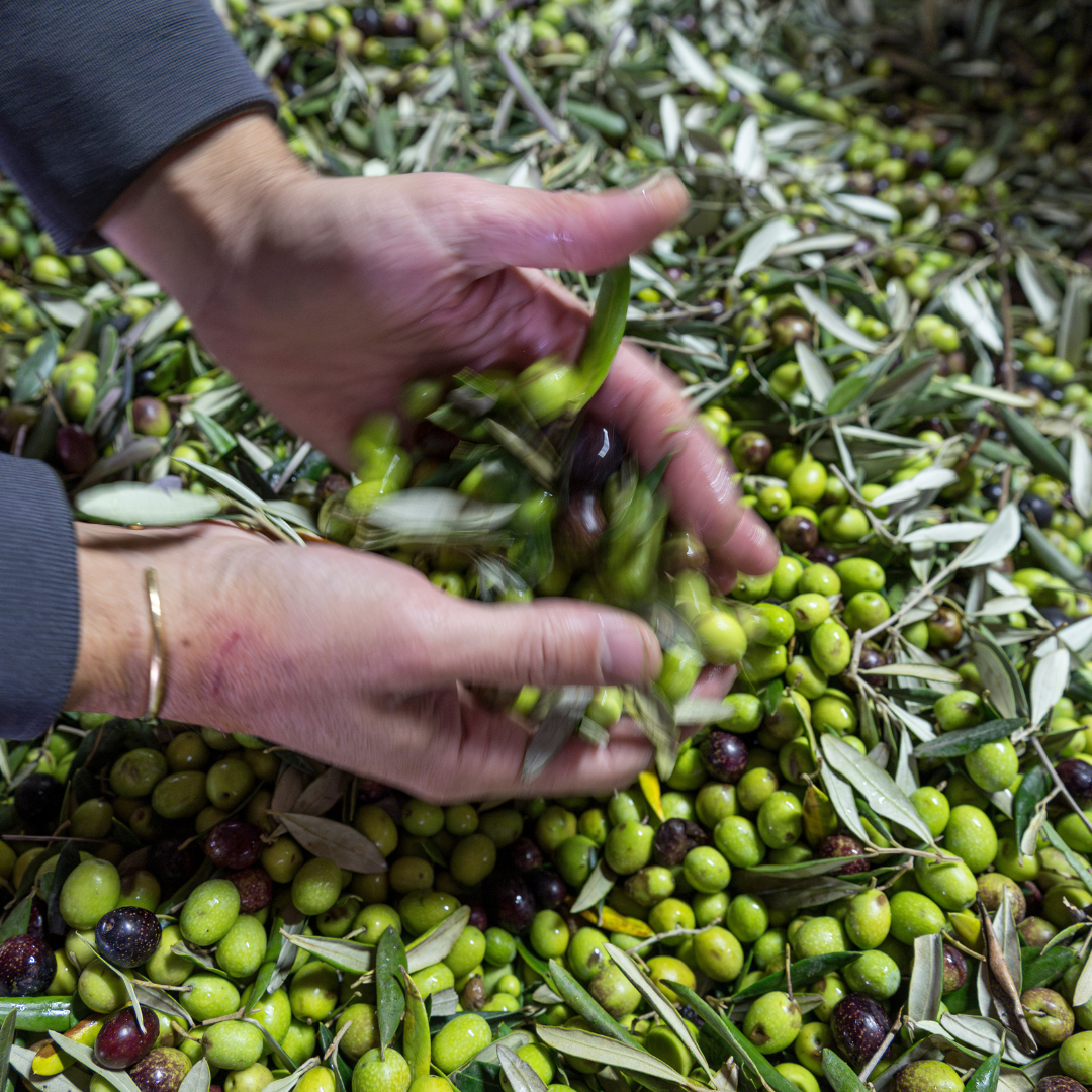 Olive Estate Tour, Mill Visit & Tasting near Perugia 7 Perugia
