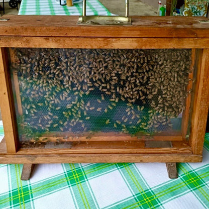 Esperienza di Degustazione di Miele e Idromele nel Monferrato