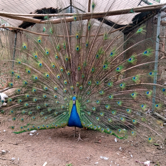 Pesaro Farm Tour: Meet Animals and Wild Herbs