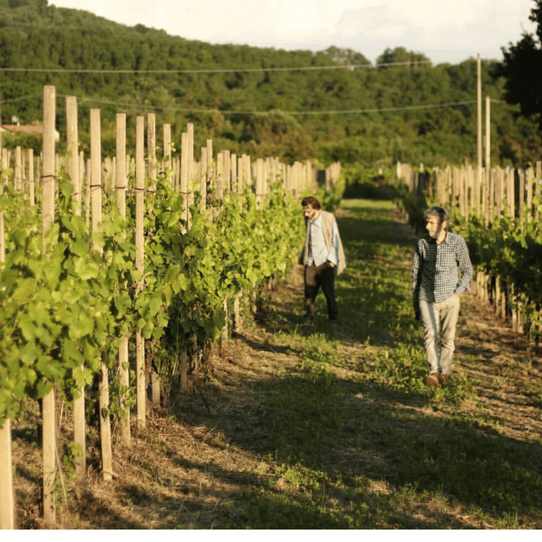 Luxury Winery Tour & Tasting in North Tuscany