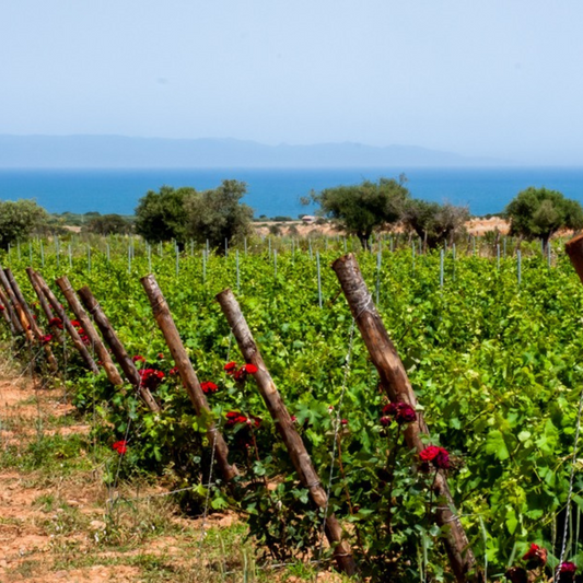 Wine Tasting & Winery Visit on Cagliari Countryside Hills