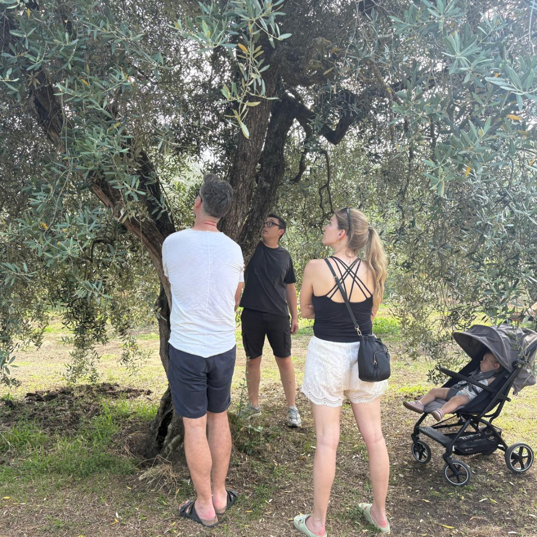 Olive Mill Tour with Oil & Food Tasting near Chianciano, Siena & Perugia