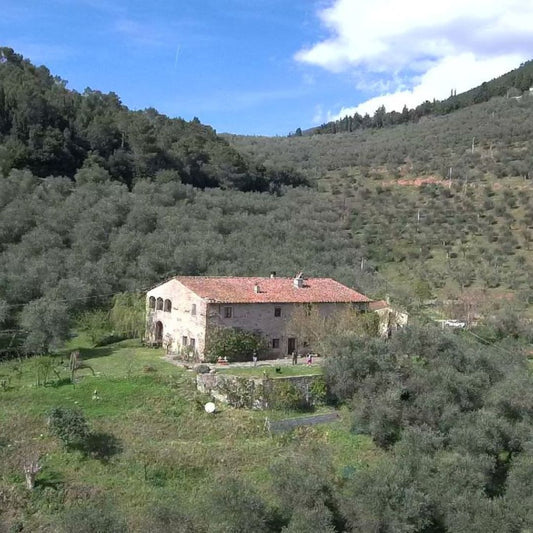 Olivenölmühle Tour mit Öl- und Essensverkostungen in der Nähe von Pisa