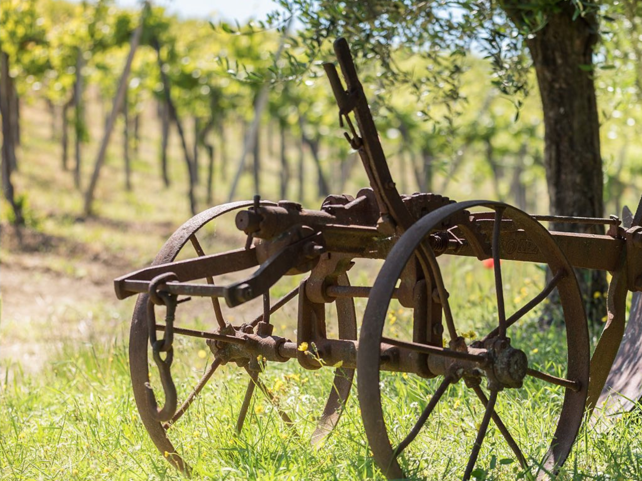 Pavia: Besuch eines Bio-Weinguts und Weinprobe mit Essensteller
