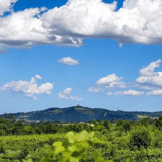 Bologna: Boutique-Weingut-Tour mit Weinprobe und Speisenplatte